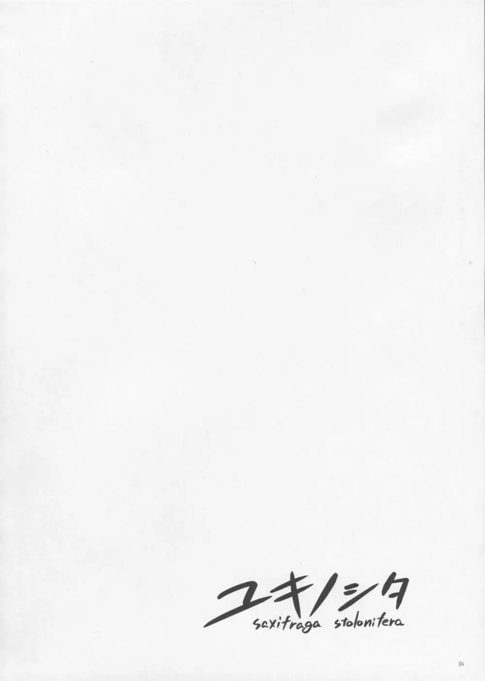 ユキノシタ Saxifraga Stolonifera Page.3